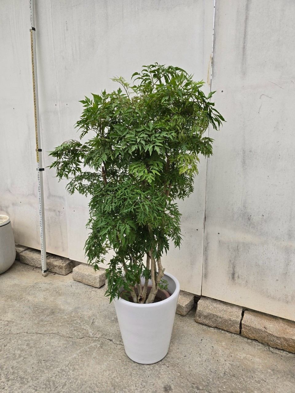 福祿桐