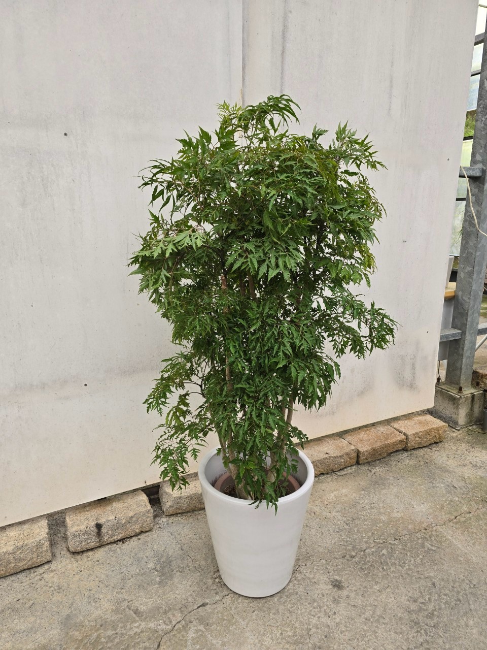 福祿桐