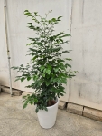 進財樹