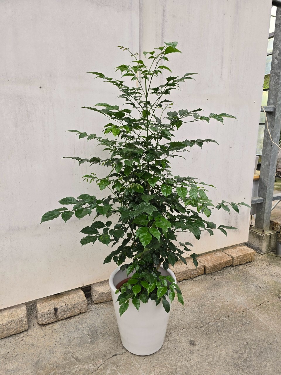 進財樹