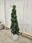 心葉蔓綠絨