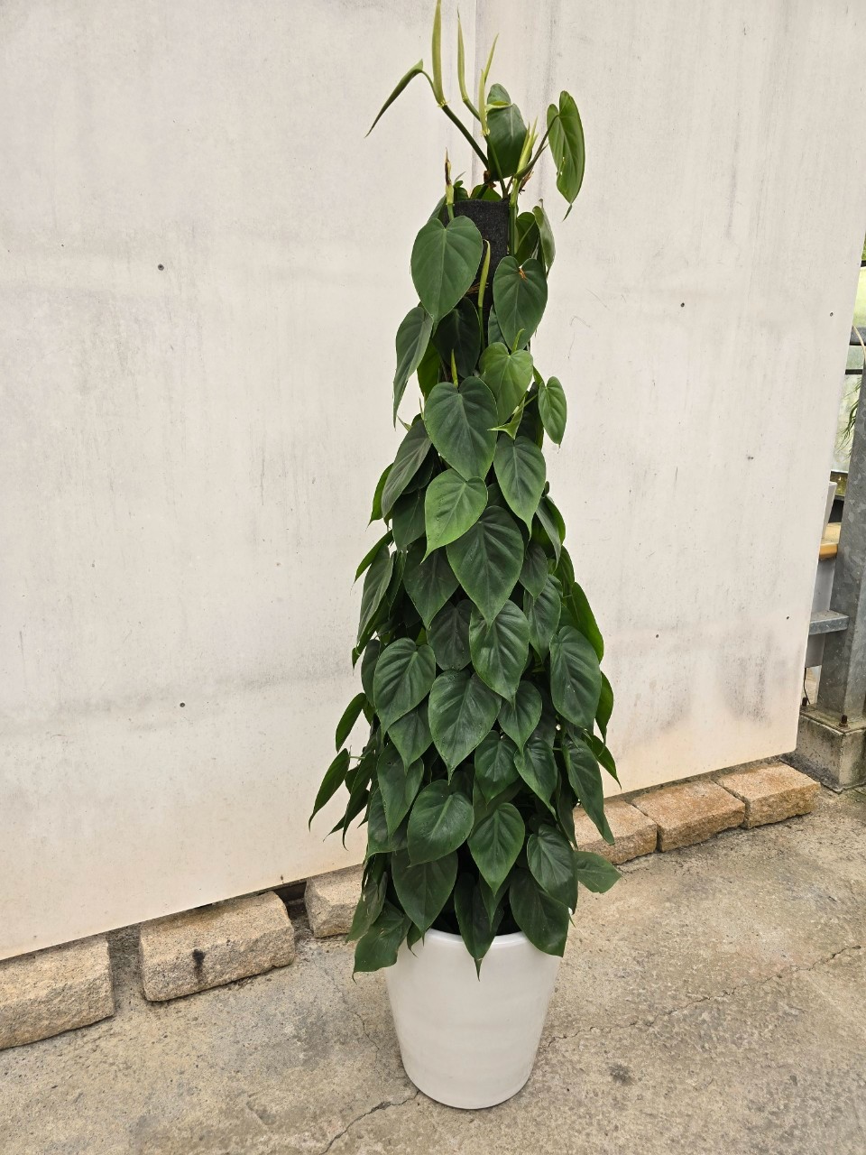 心葉蔓綠絨