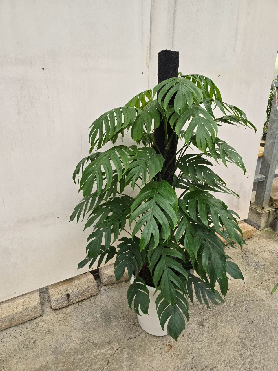 拎樹藤