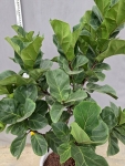 小葉琴葉榕