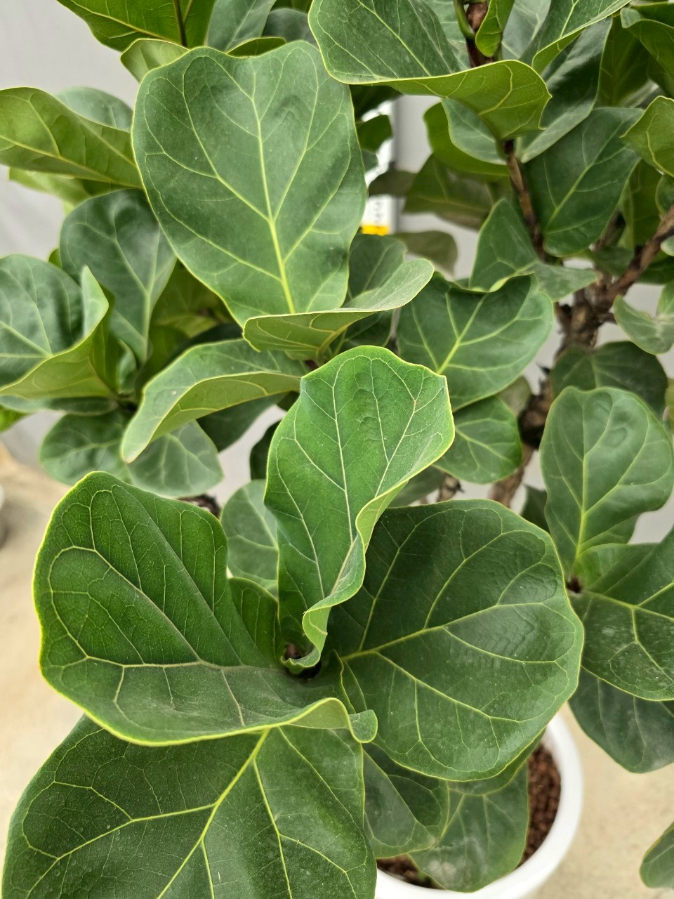 小葉琴葉榕