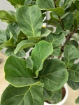 小葉琴葉榕