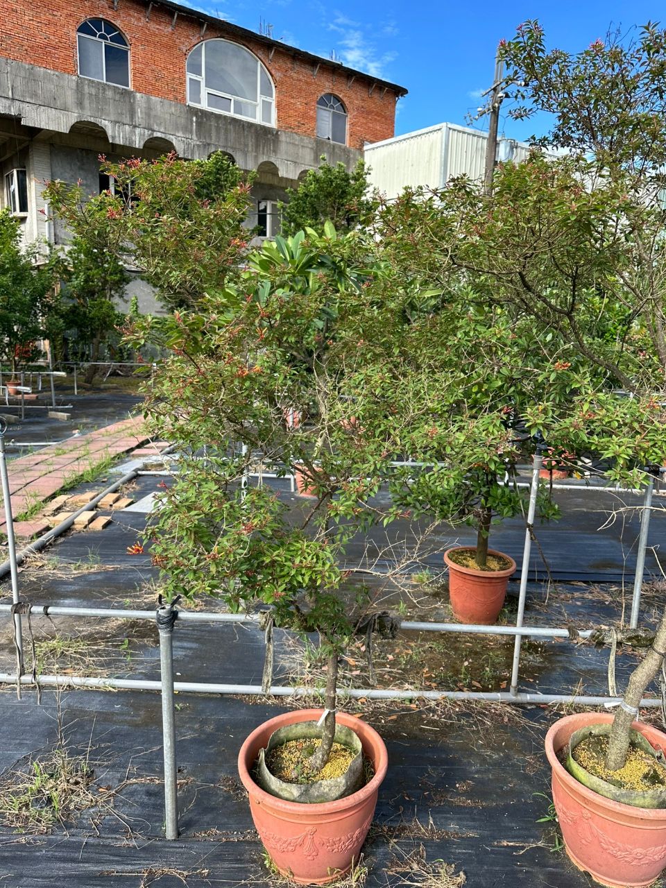 醉嬌花