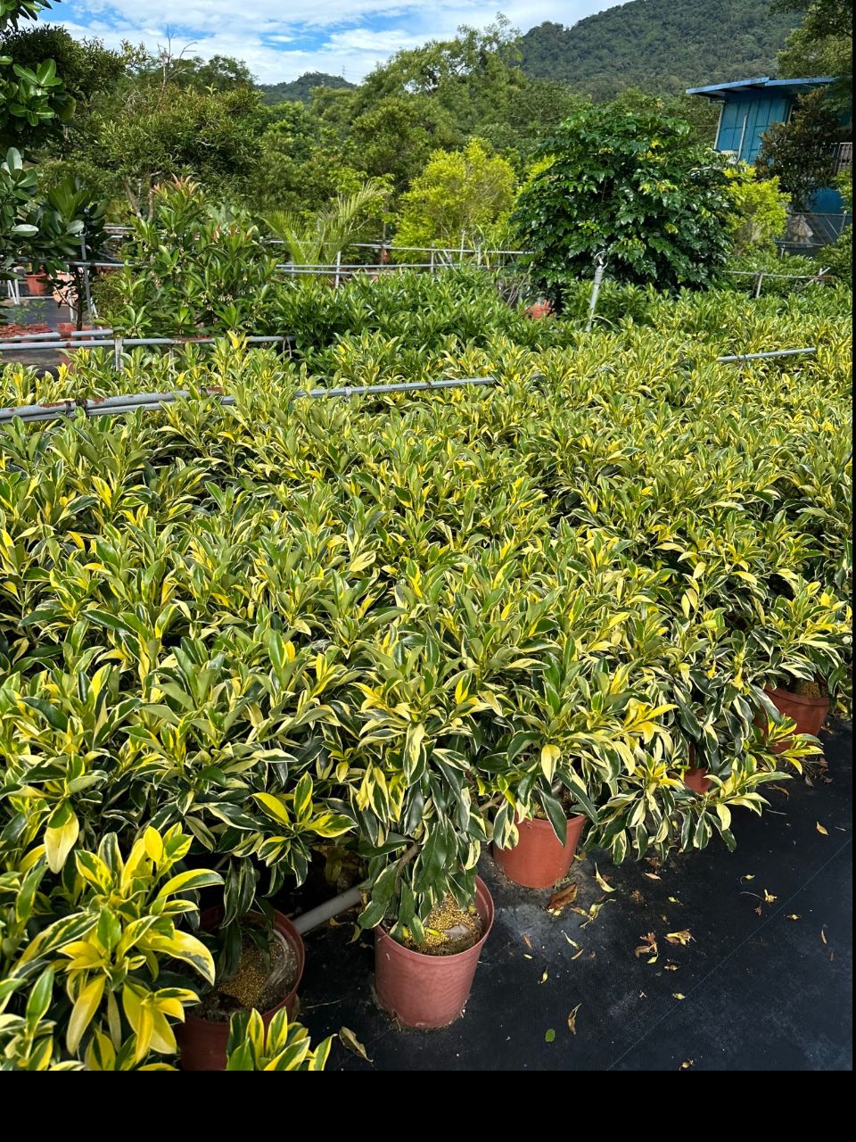 非洲茉莉