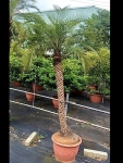 羅比親王海棗