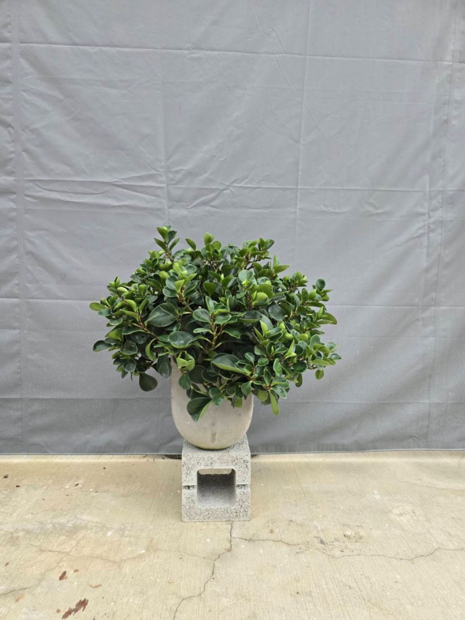 圓葉椒草