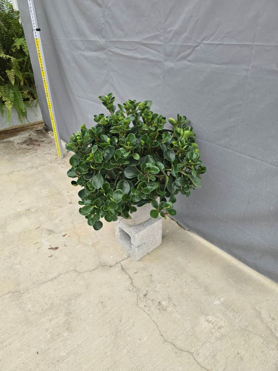 圓葉椒草