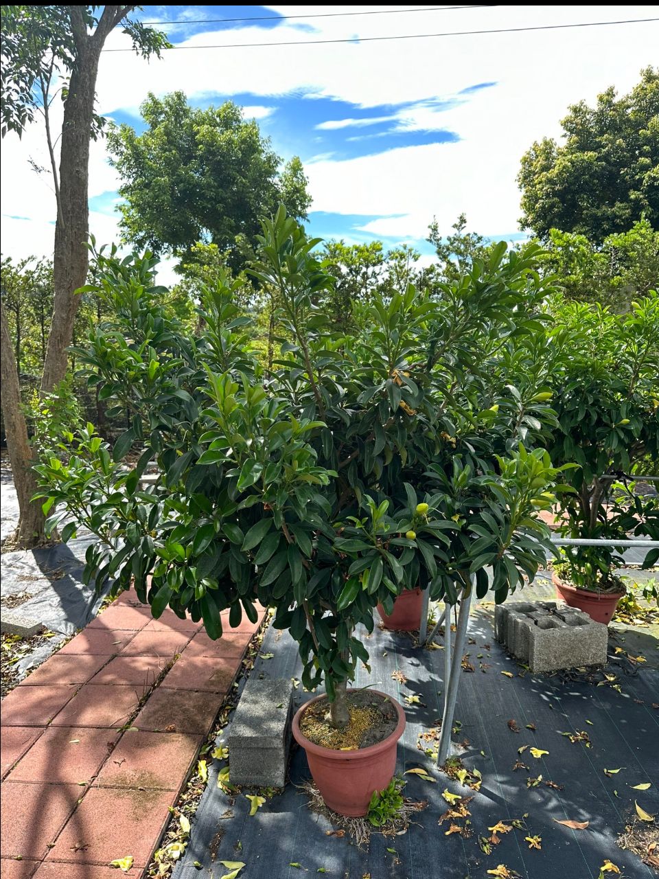 非洲茉莉