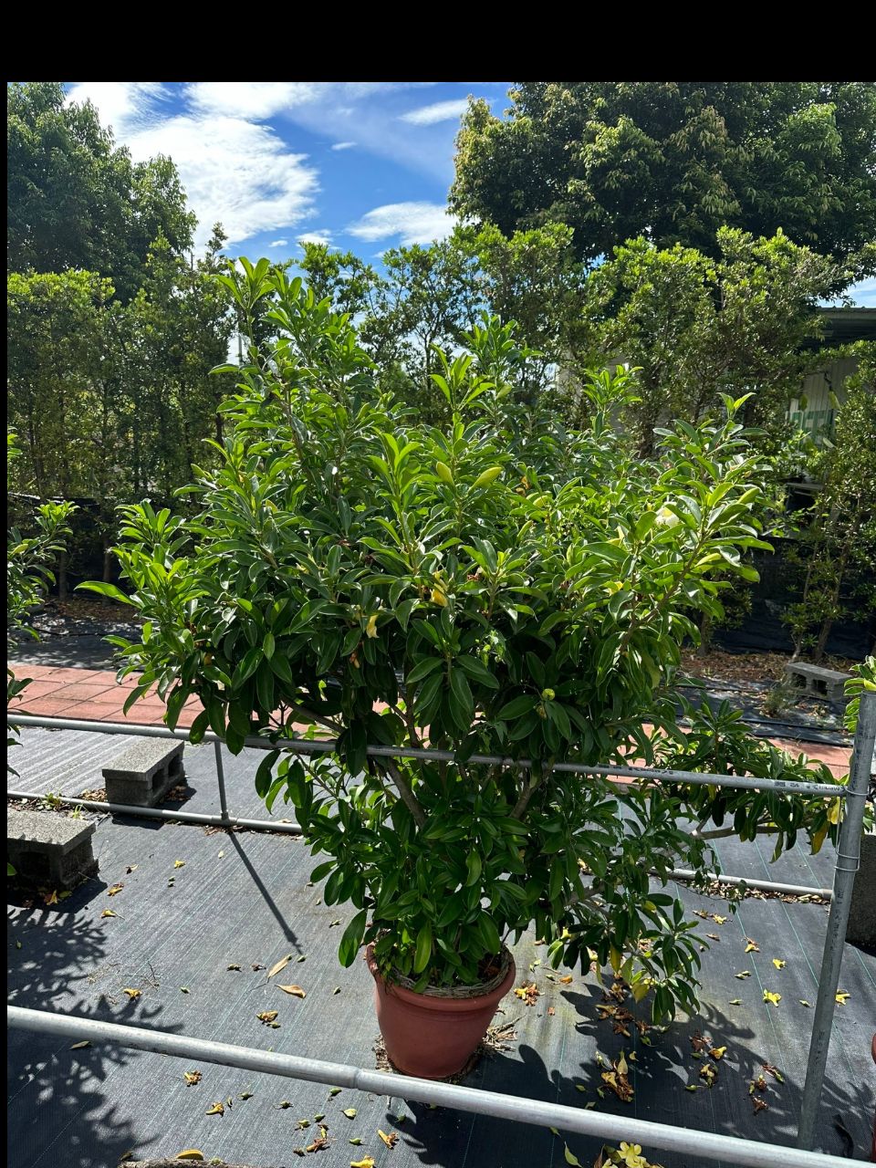 非洲茉莉